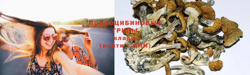 Псилоцибиновые грибы Psilocybe Берёзовский